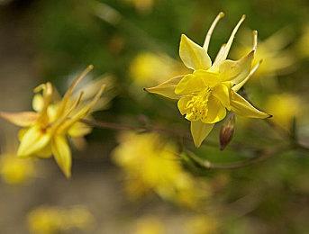 《守望先锋：归来》IGN 8分：随时准备重新大放异彩